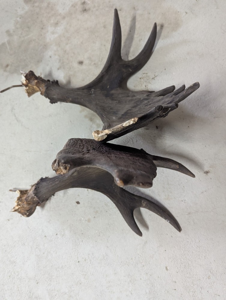 2 Moose Antlers From And Old Mount