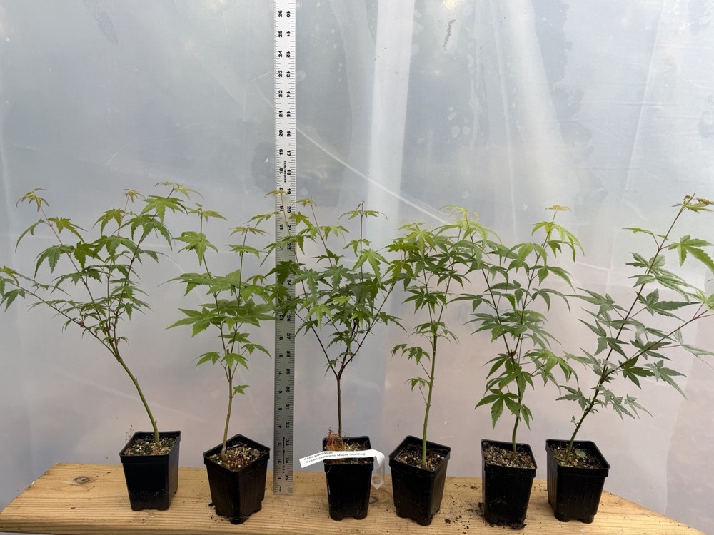 6 Japanese Maple Seedlings