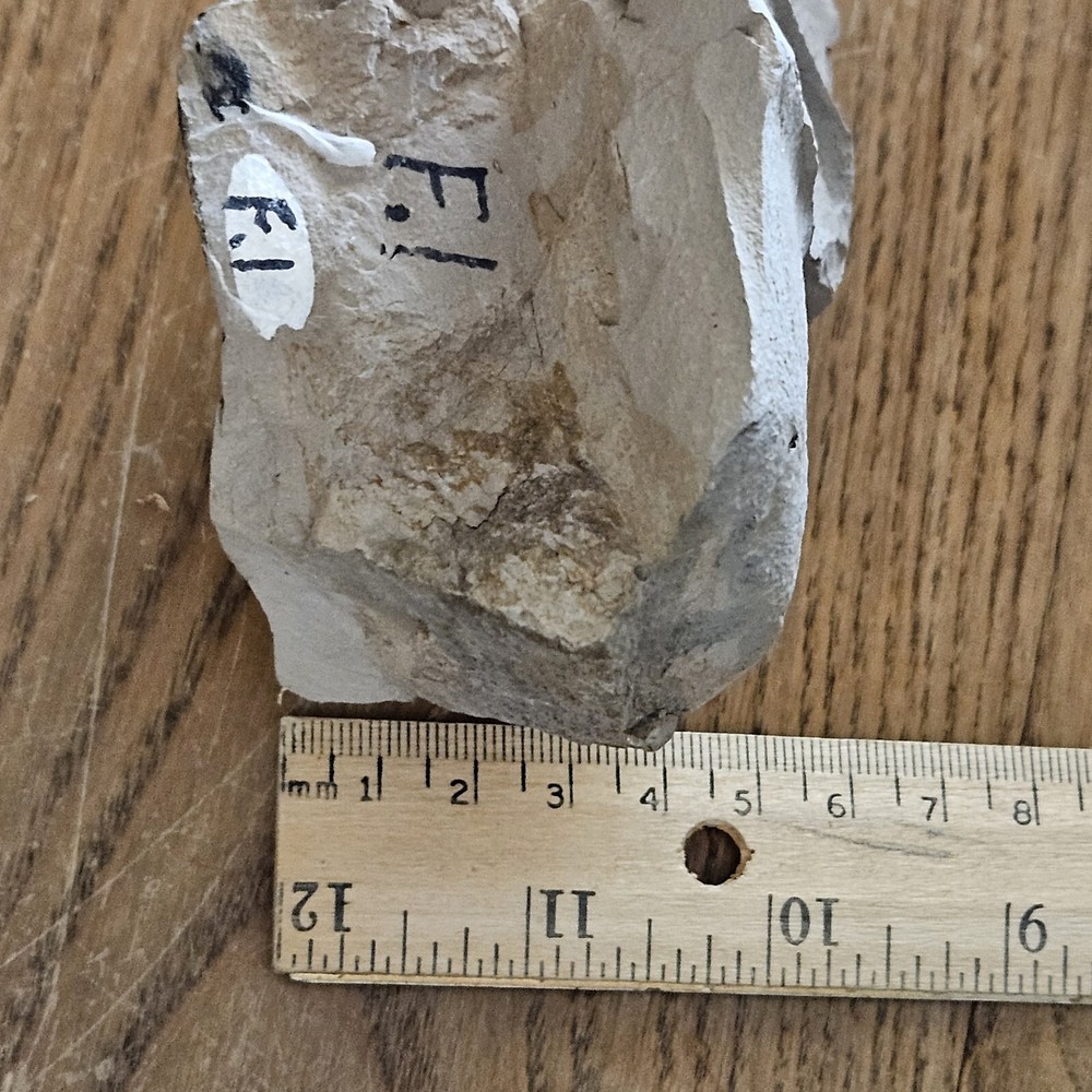 Crab Fossil In Mud Stone