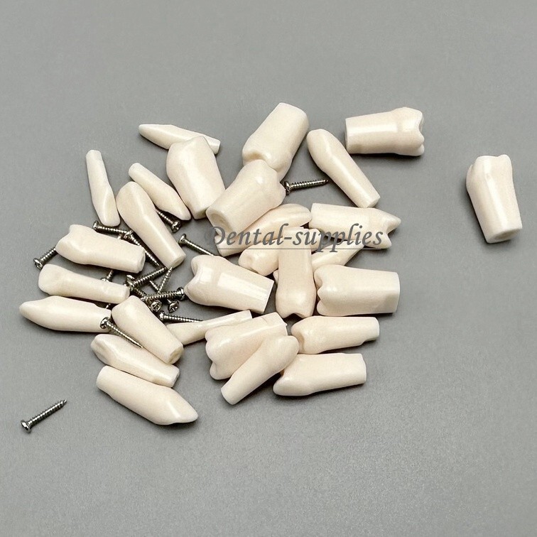 Dental Study Teeth Models Technician Practice Preparation Removable Tooth Nissin
