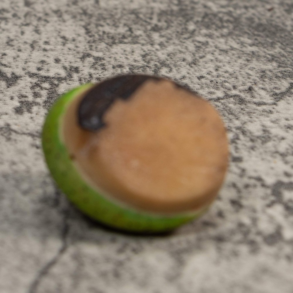 Green Gecko Lizard Tagua Carving