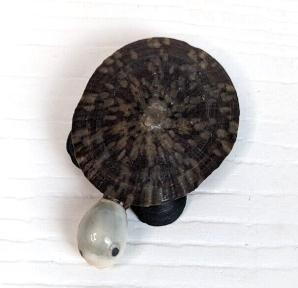 turtle pin brooch beach seashells