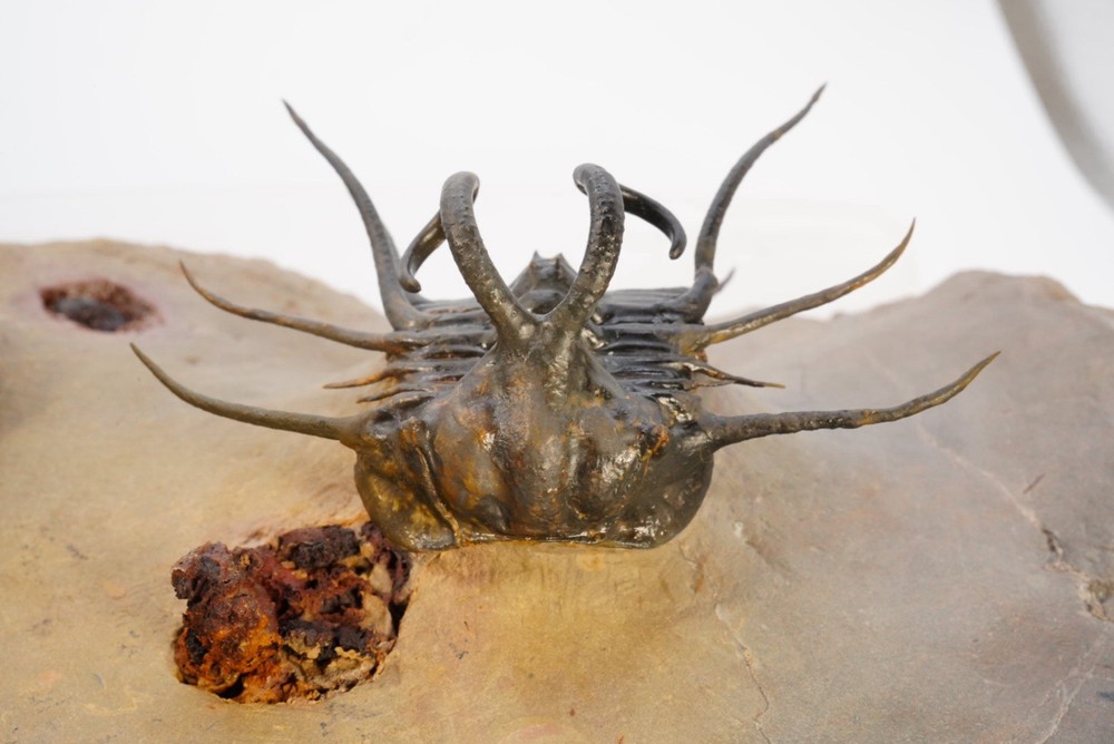 trilobite