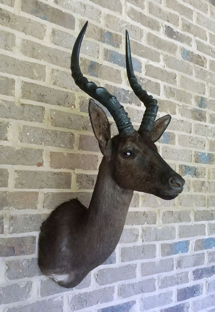 RARE Black Impala - Natural Coloration