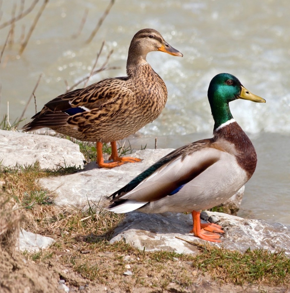 mallard duck hatching eggs 12 count