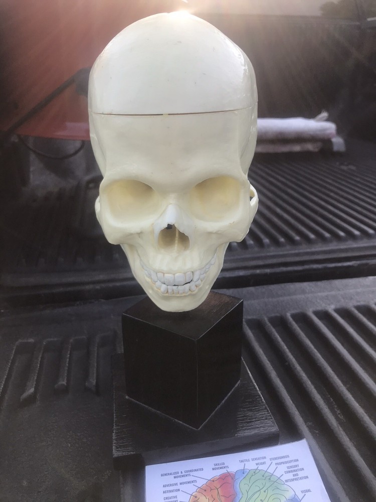 Human Skull Model,4 Part Human Brain with stand