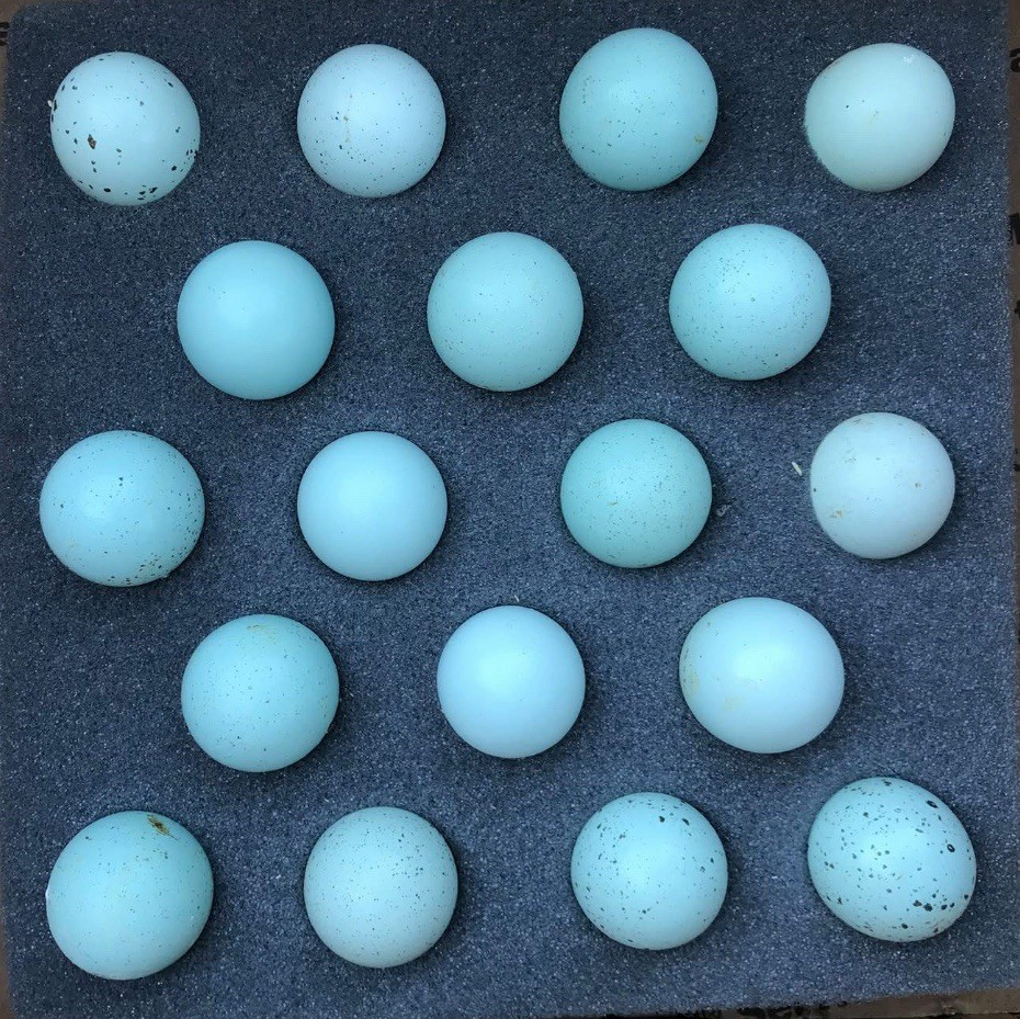 18+ Celadon Blue Coturnix Quail Hatching Eggs - 100% TRUE BLUE