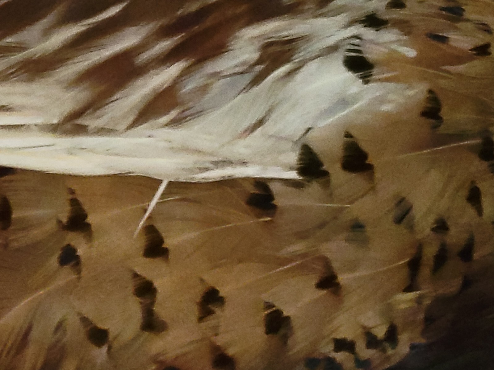 Female Hen Ringneck Pheasant Hen Taxidermy Mounted Plack/ Beautiful 😍 Colors