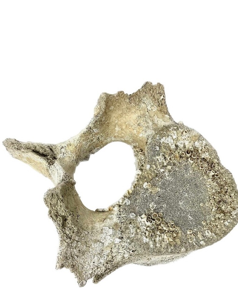 Fossilized Whale Vertebrae #15