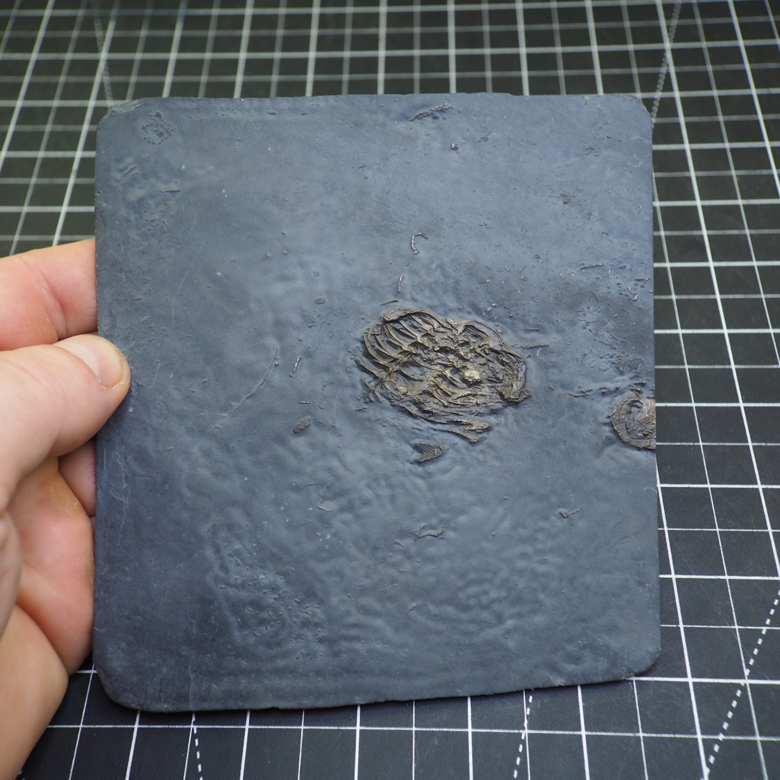 Chotecops ferdinandi Pyrite Trilobite Bundenbach Germany Fossil Devonian