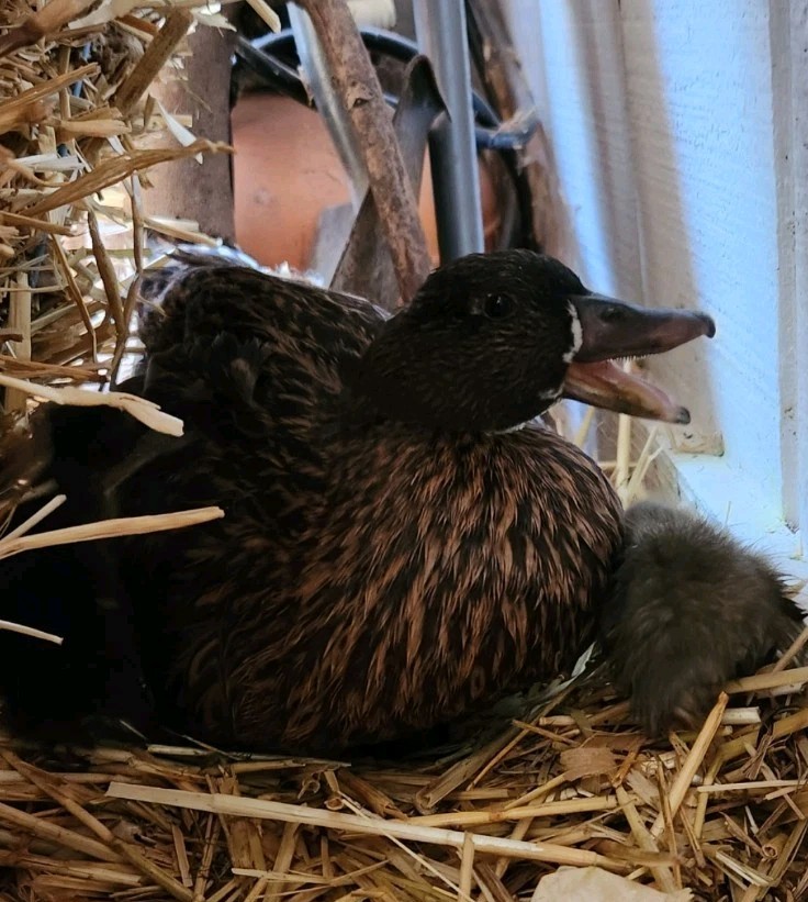6 Mixed Color Call Duck Hatching Eggs