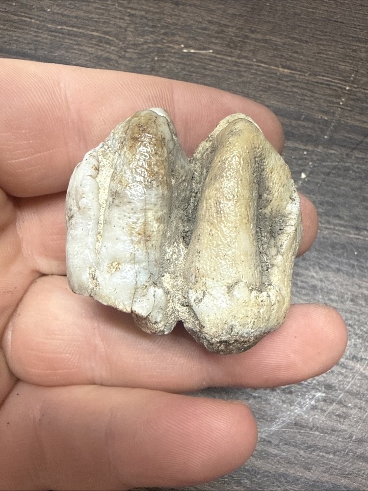 Unknown Fossil Specimen Tooth