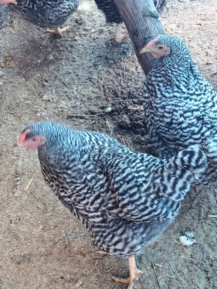 6 Dominique Hatching Eggs