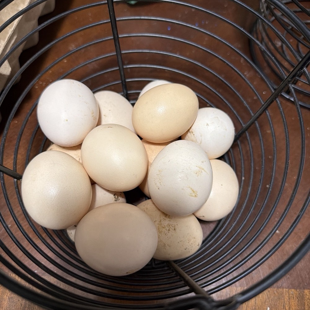 5+ Ayam Cemani Hatching Eggs  Fast Shipping NPIP certified