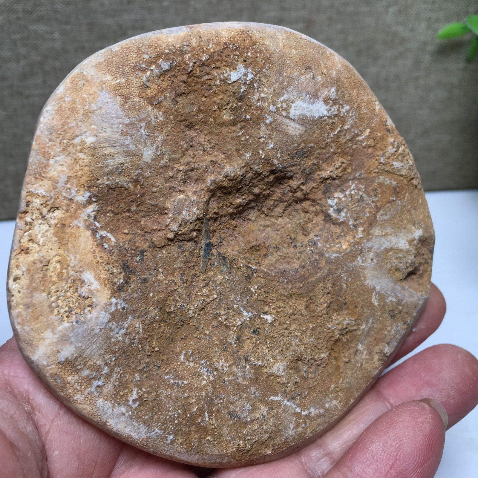 174g Natural Polished sand dollar Crystal Specimen fb770