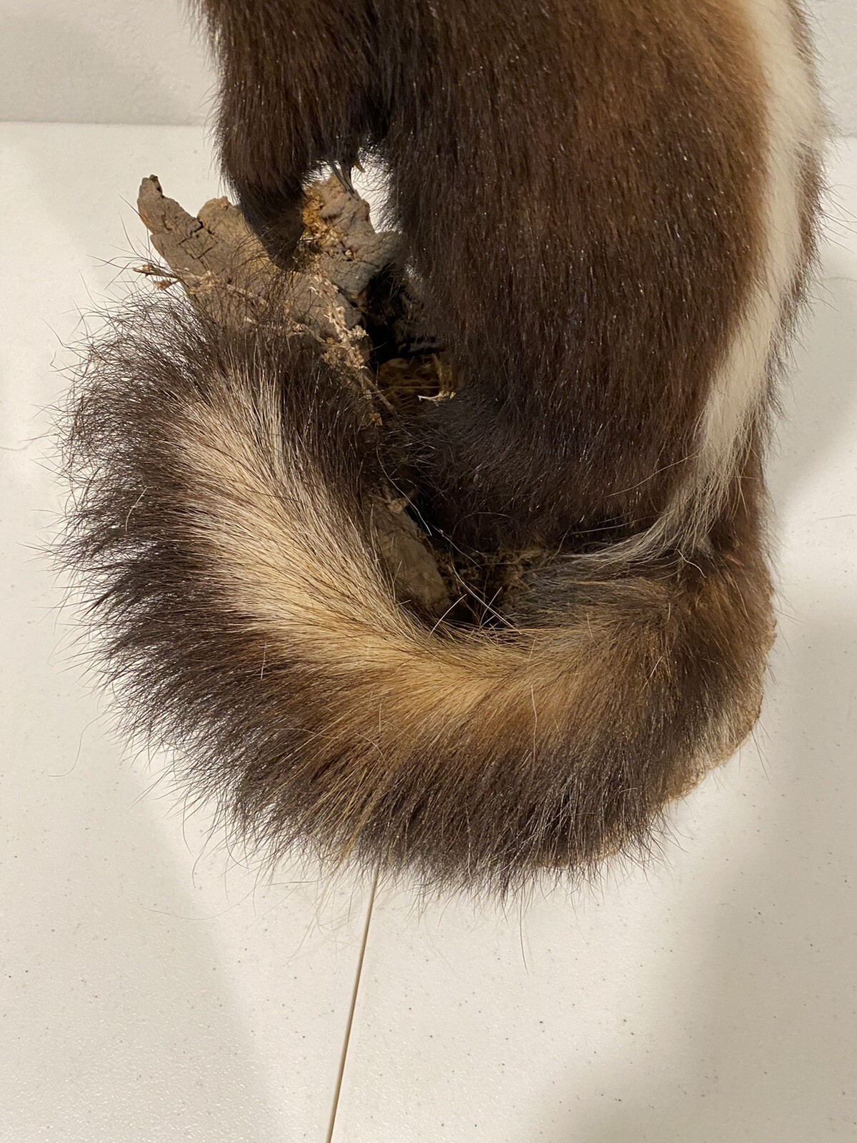Rare Adult Brown Striped Skunk Taxidermy Mounted 16” Tall Vintage Oddity NICE