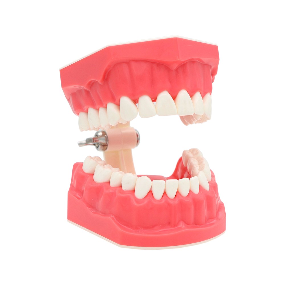 US Dental Teeth Typodont Model for Brushing Flossing Practice Teaching Study
