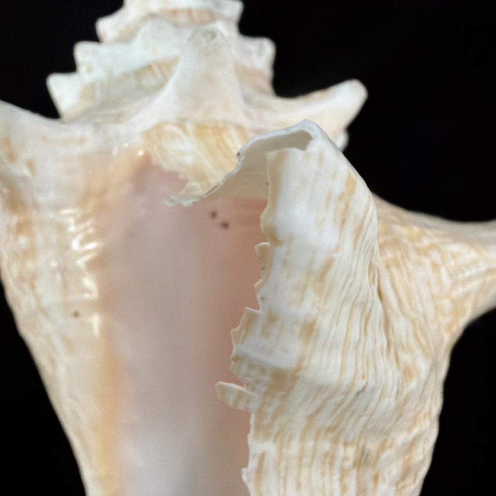 Queen Conch Shell 176.6mm No Collection Data (A666)