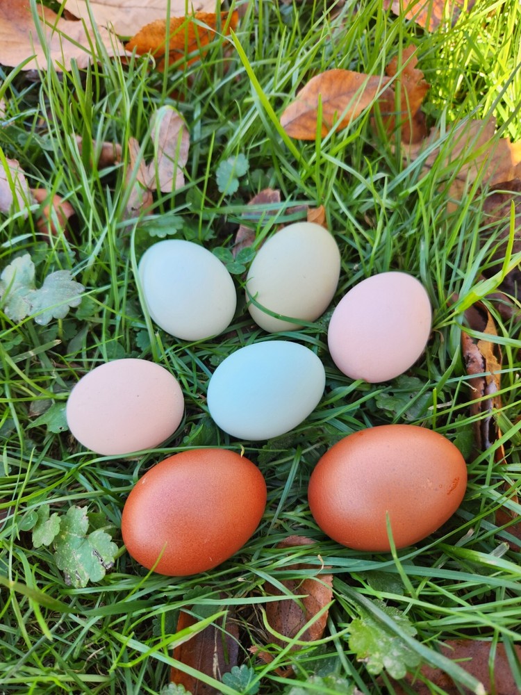 Easter Egger DOZEN HATCHING EGGS Pink, Blue, Green, Olive, Moss, Chocolate Etc