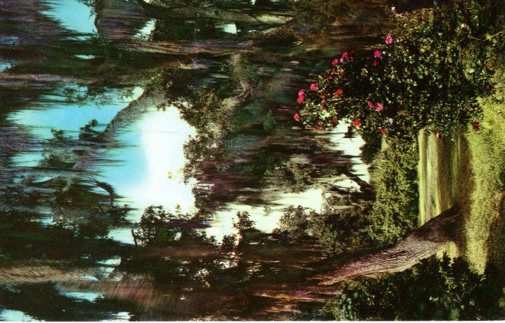 LIVE OAKS & CAMELLIAS, JACKSON, MS - PC4436