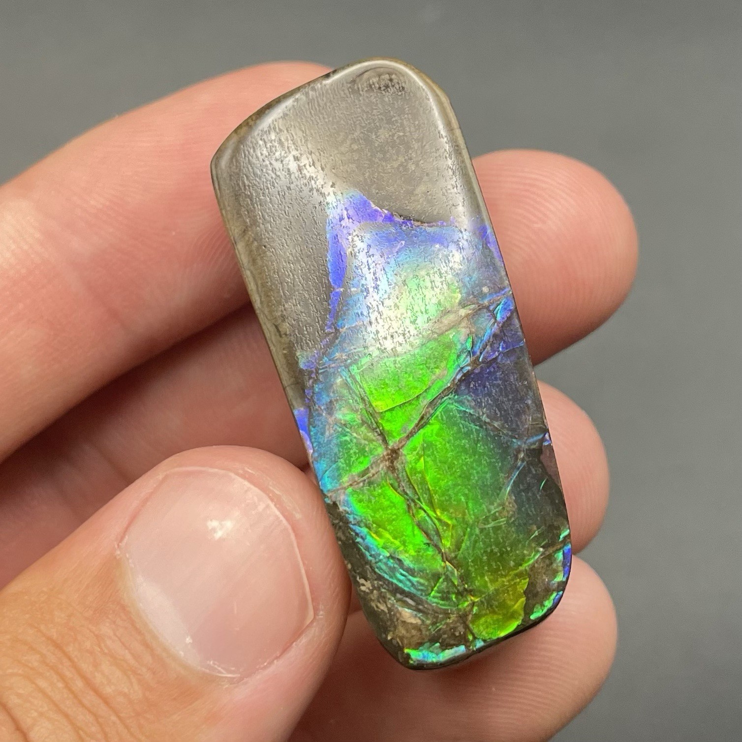 Amazing Blue Green Ammolite Canadian Ammonite Fossil Authentic