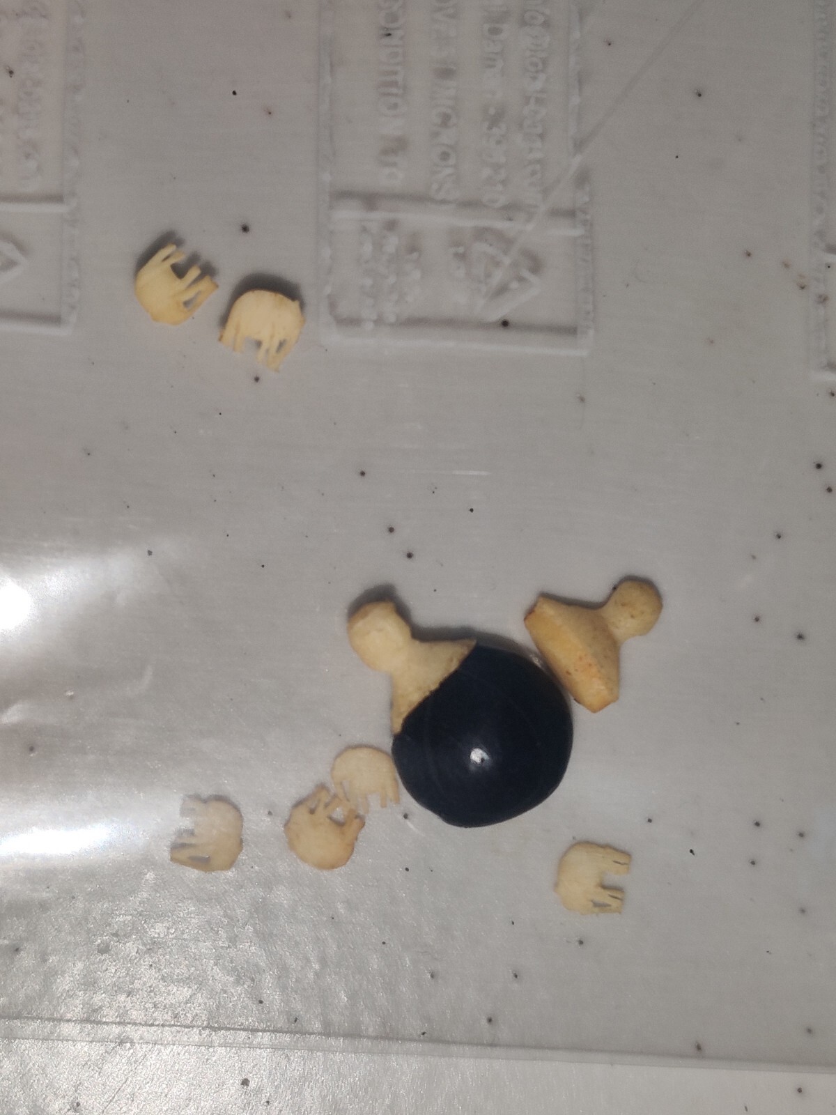 Rare Lucky Elephant Seed Bean 6 Tiny Carved Elephants Inside 1970's Vintage