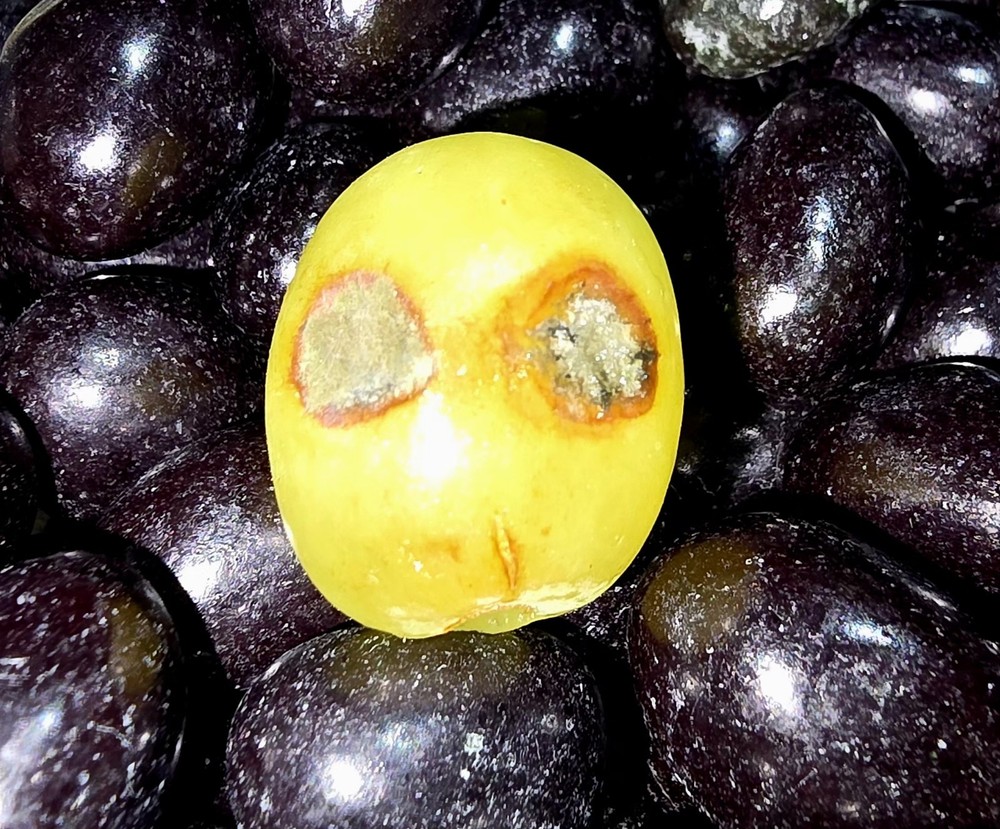 Frozen ALIEN Grape