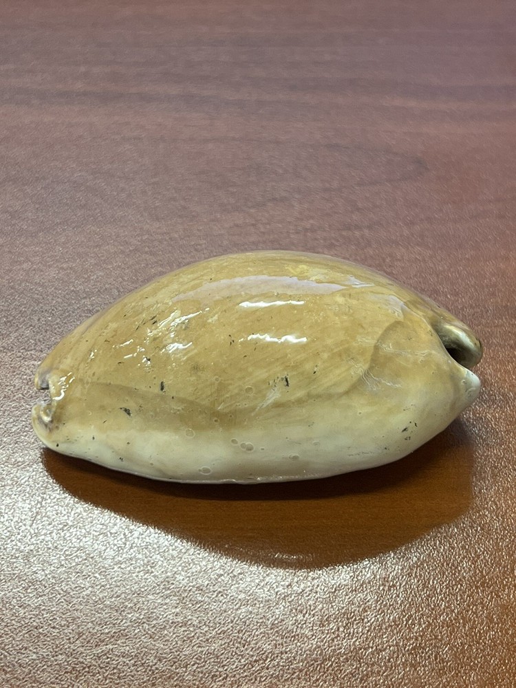 Fossilized Extinct COWRIE Shell From Central Florida, Pliocene Era.