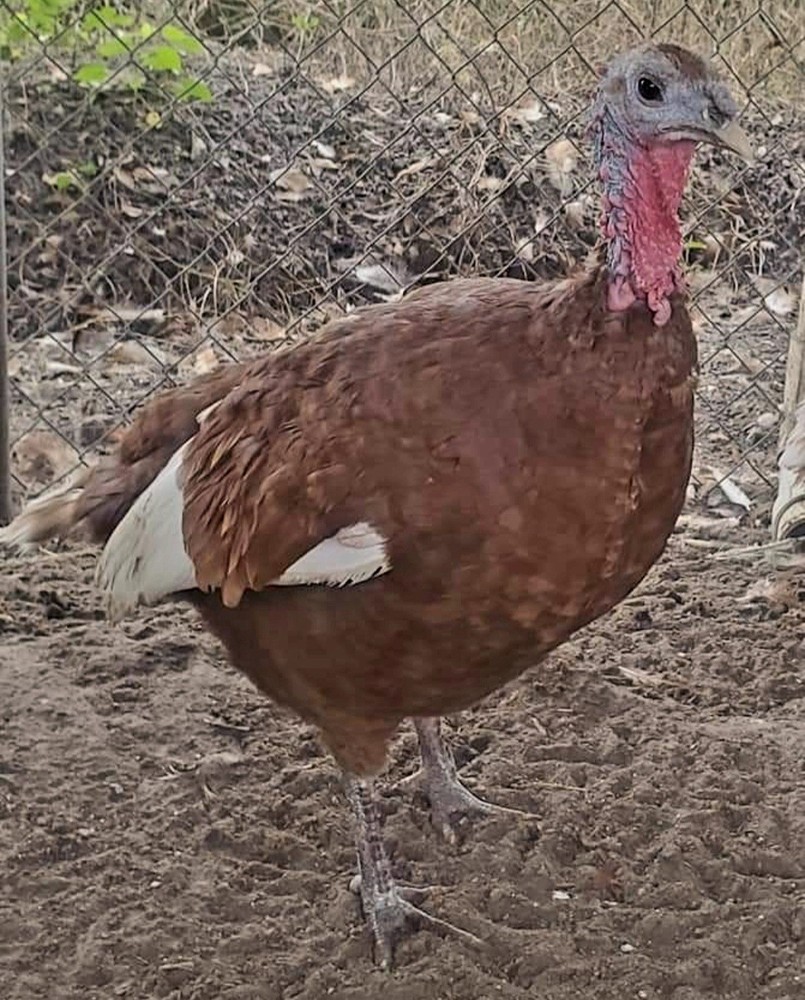 Burbon Red Turkey Hatching Eggs 12+ NPIP