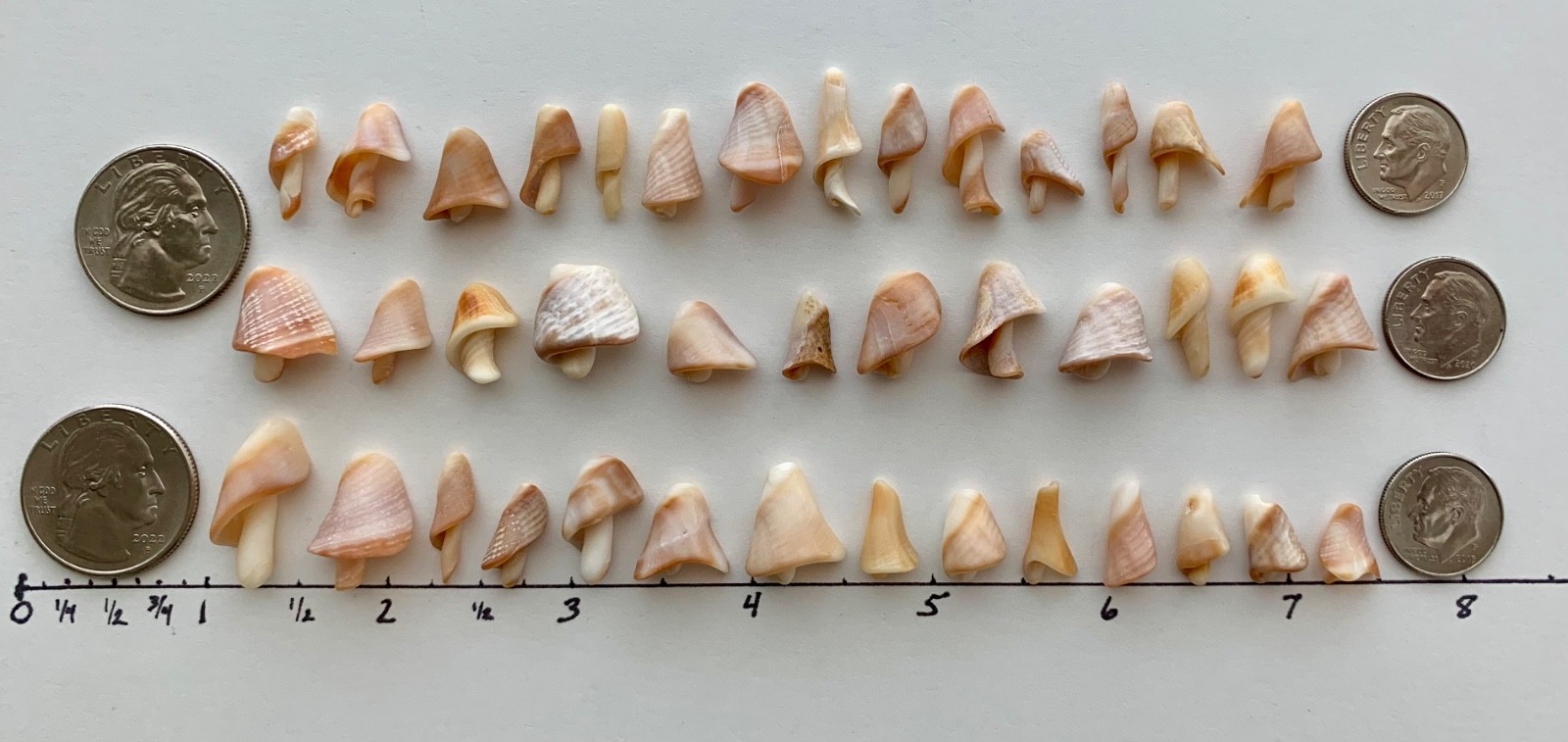 40 Mushroom Shell Beach Seashells Tree Natural Shaped Fragment Craft Dollhouse B