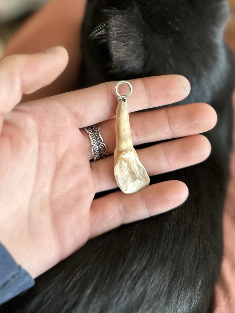 Cow Tooth Pendant