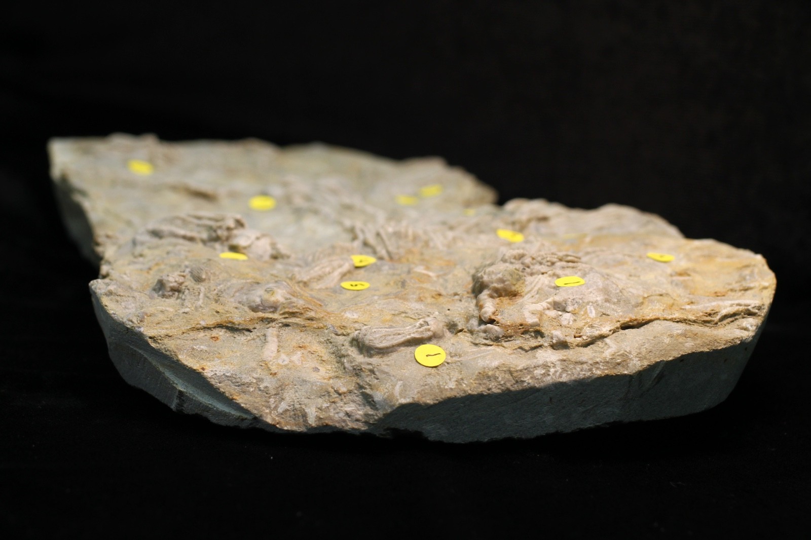 Five Different Crinoid Fossils, Franklin Co., Alabama