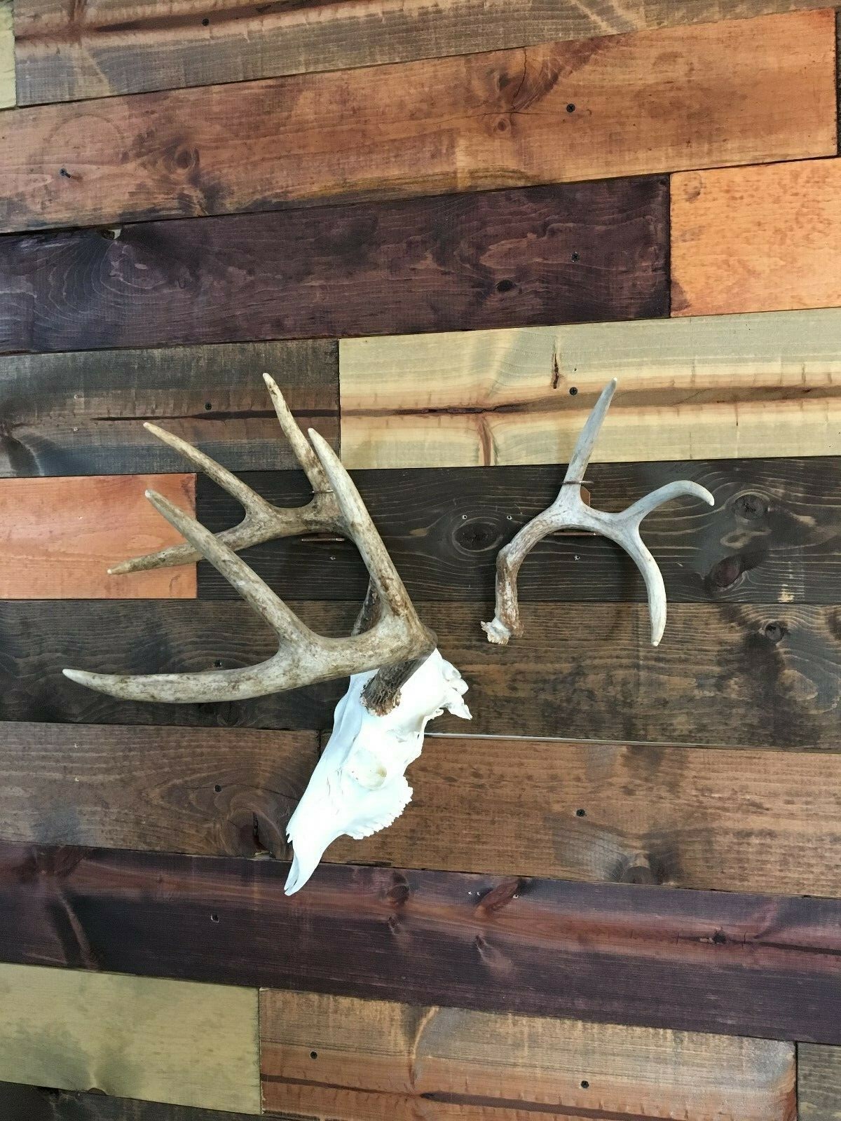 Amazeen Outdoors Shed Antler Mount Hanger Whitetail Mule Deer Sheds Bone Skull