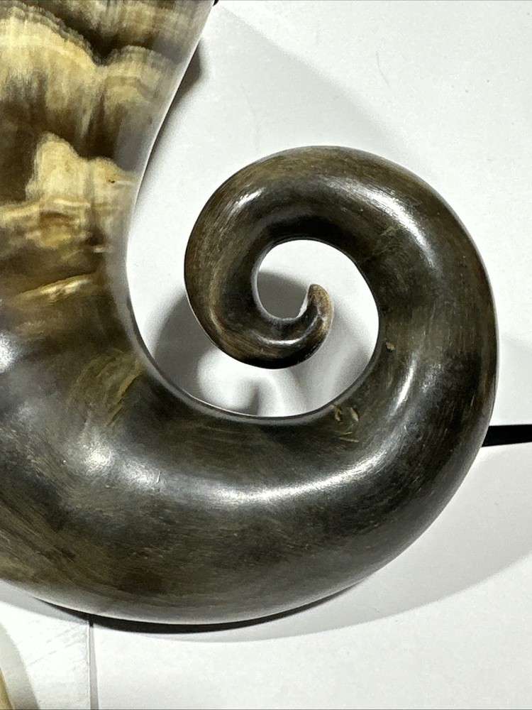 A Fine Scottish Silver Mounted Snuff Mull