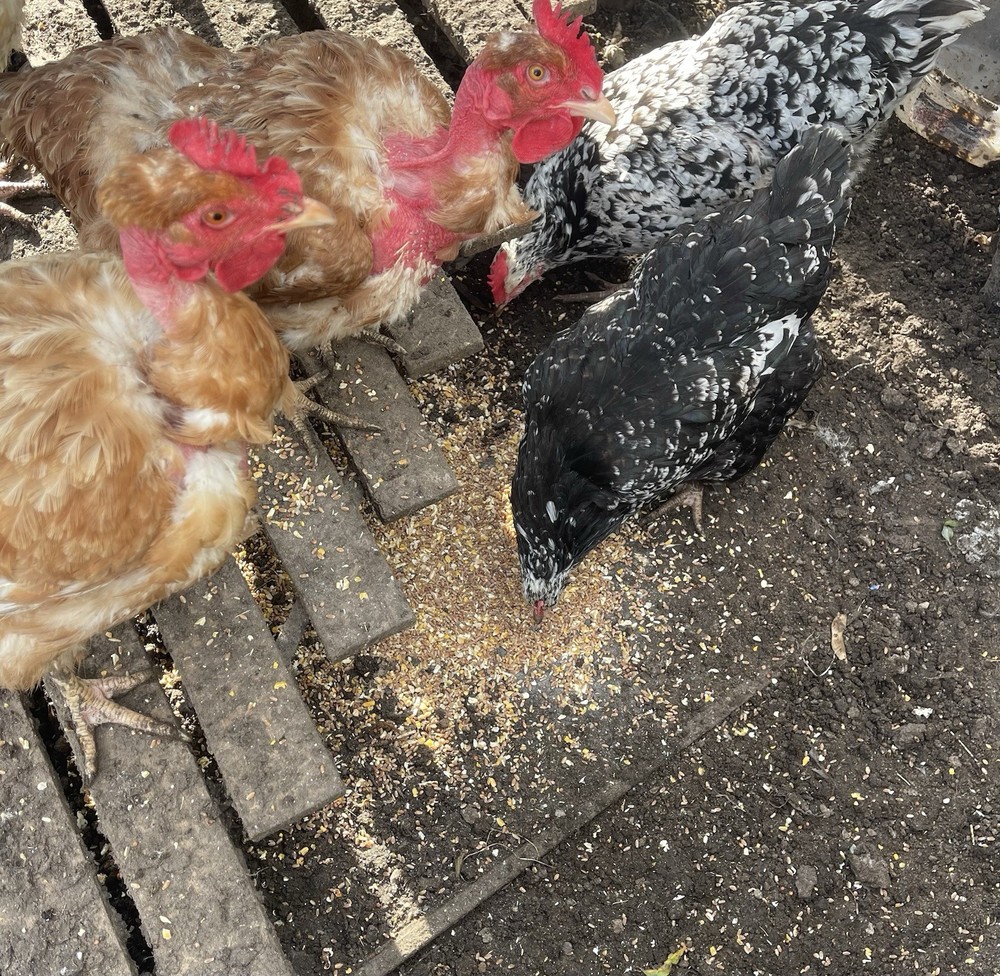 Back yard mix hatching eggs