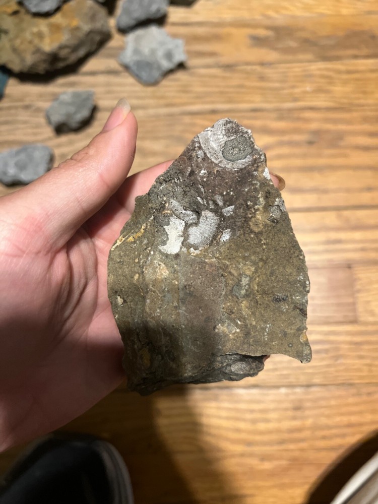 Marine Fossil Rocks