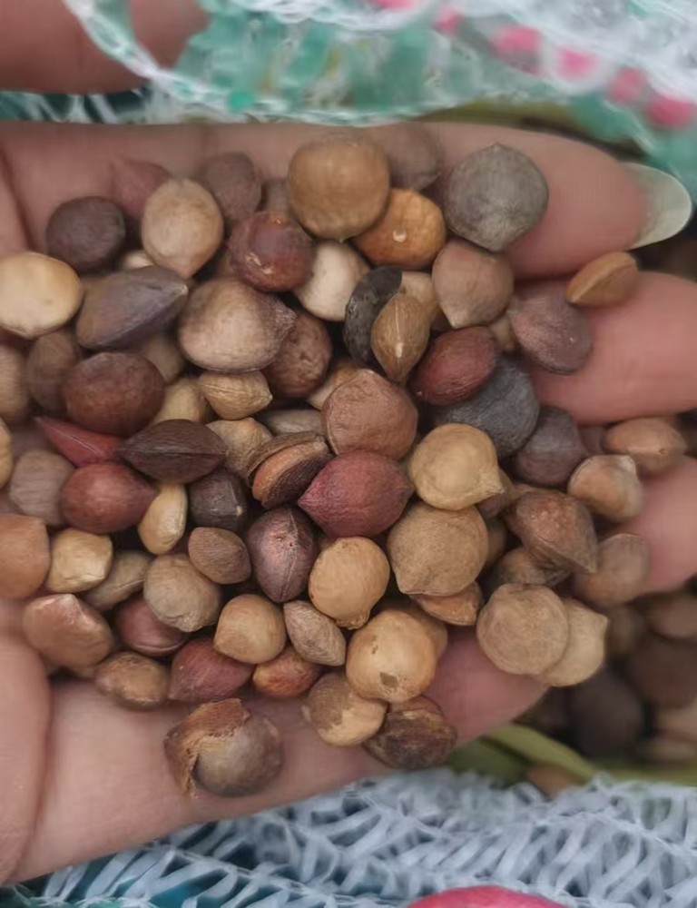 Commiphora capensis seeds30/50/100pcs