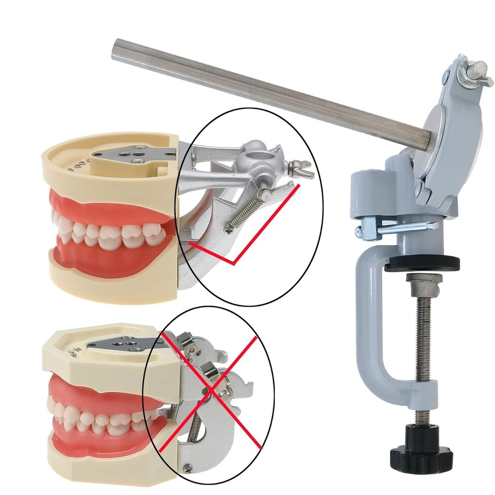 Typodont Teeth Model Teeth Model Training Mount Fixed on Desk Training Maniki...