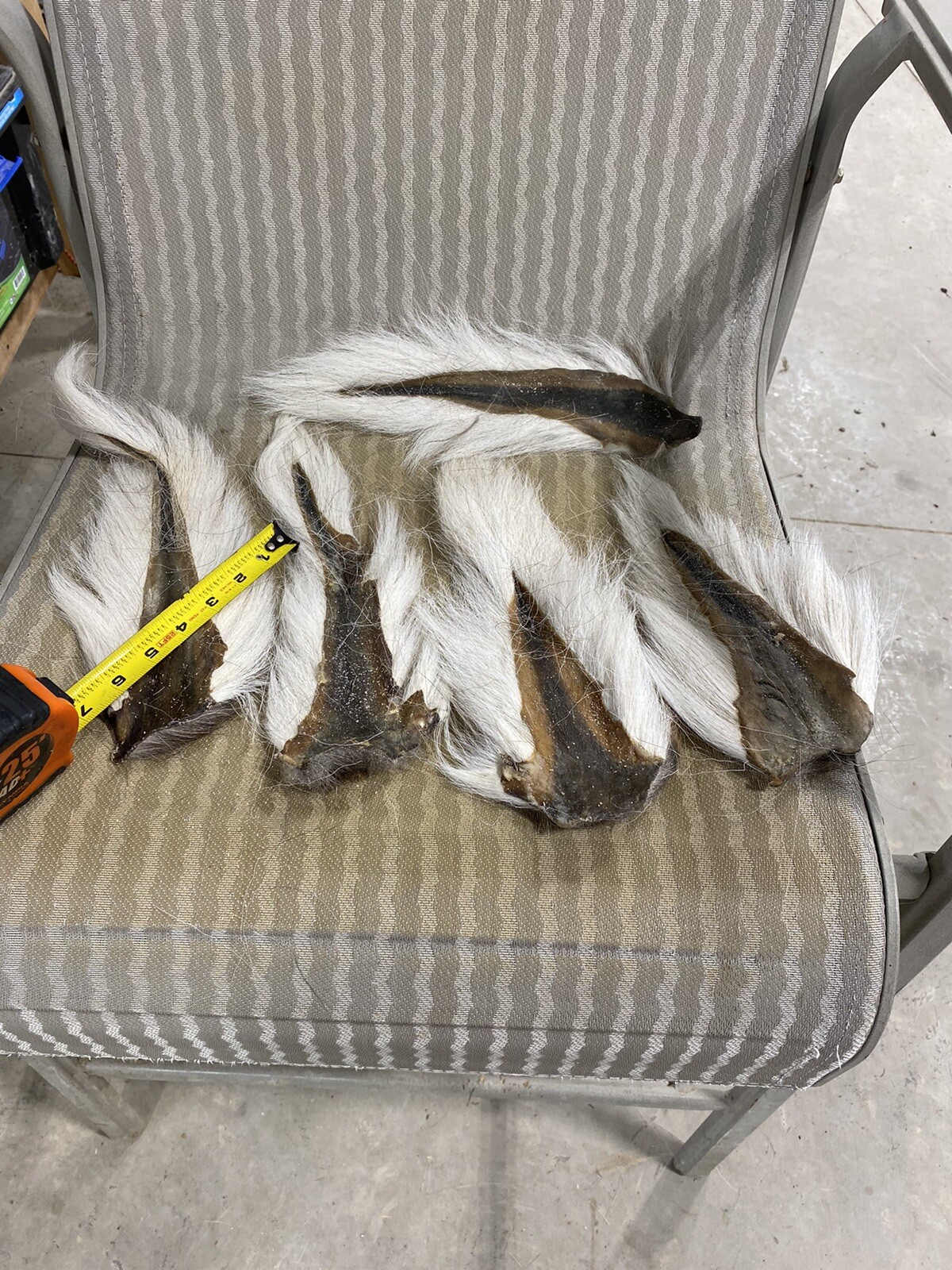 5 Deer Tails. Clean.
