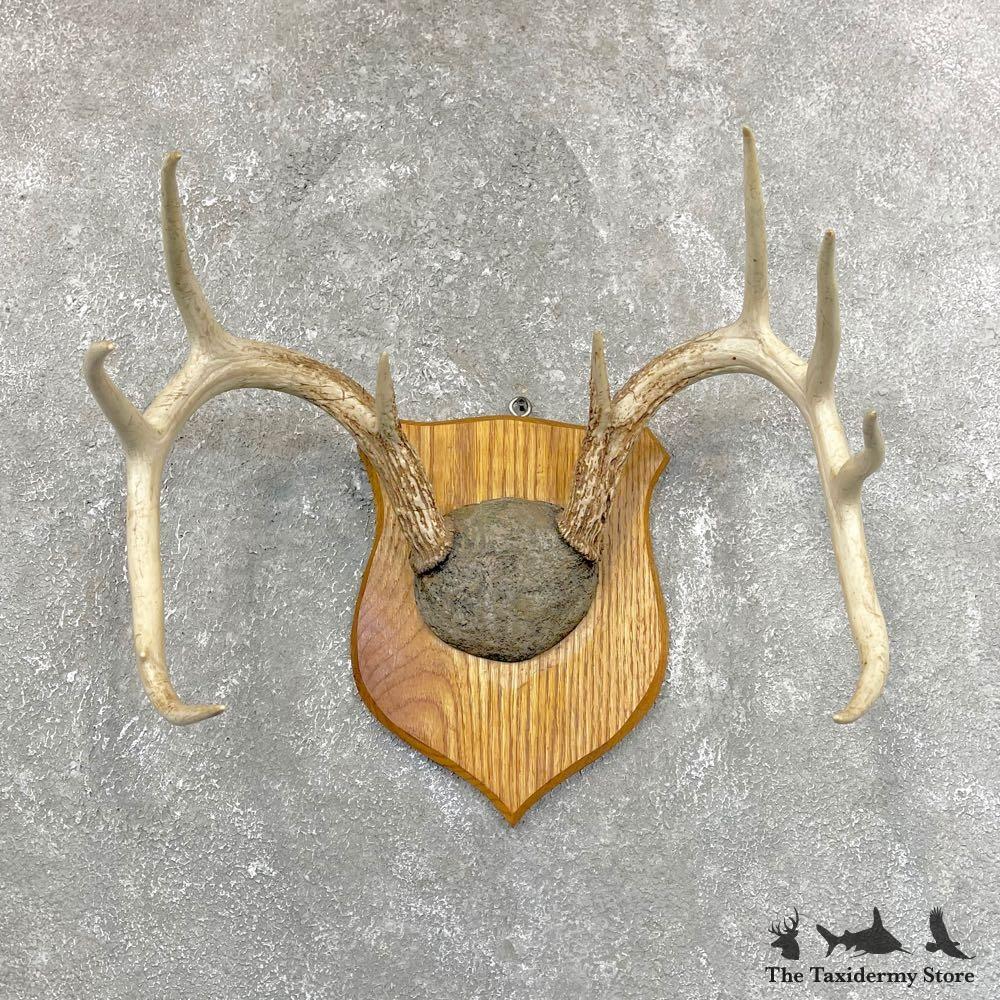 #24254 E | Whitetail Deer Antler Plaque Mount
