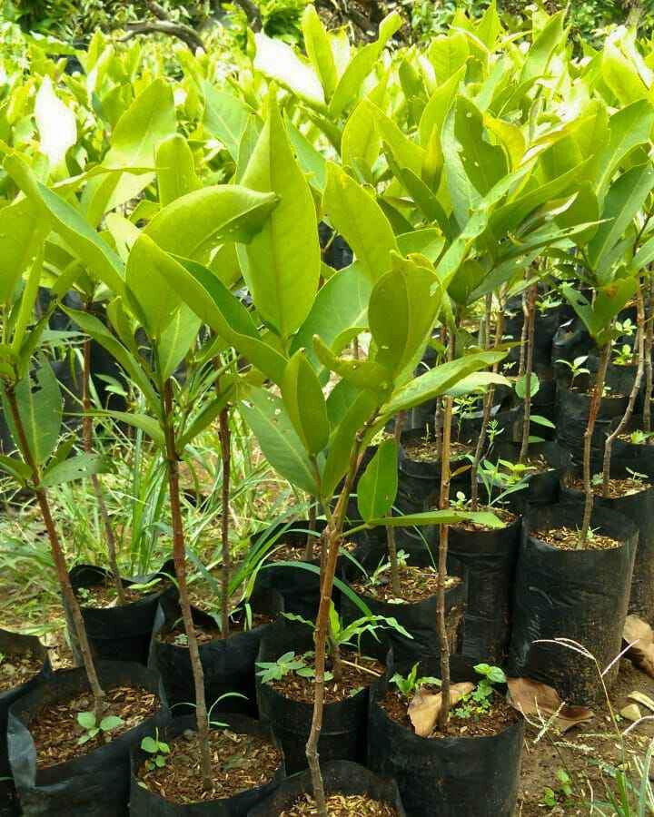 Grafted Dalhari Water Guava