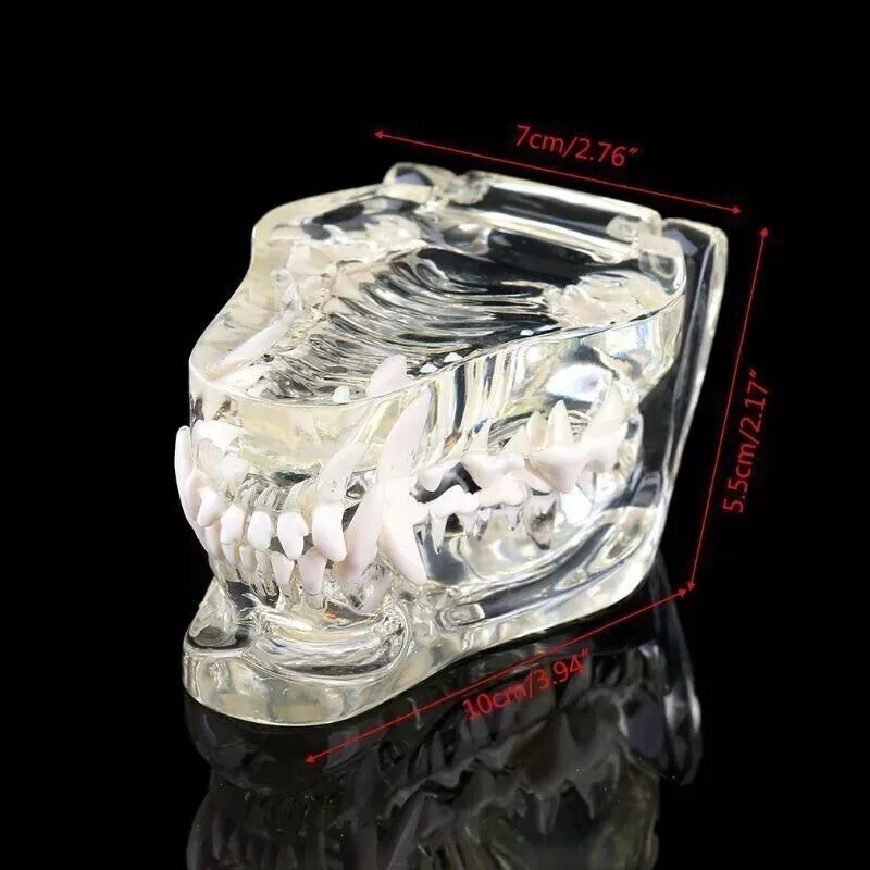Dog Teeth Model Tooth Transparent Anatomical Veterinary Canine Teaching PVC