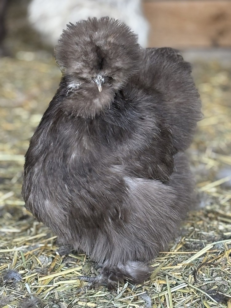 Chocolate/Mauve Silkie Hatching Eggs (8)