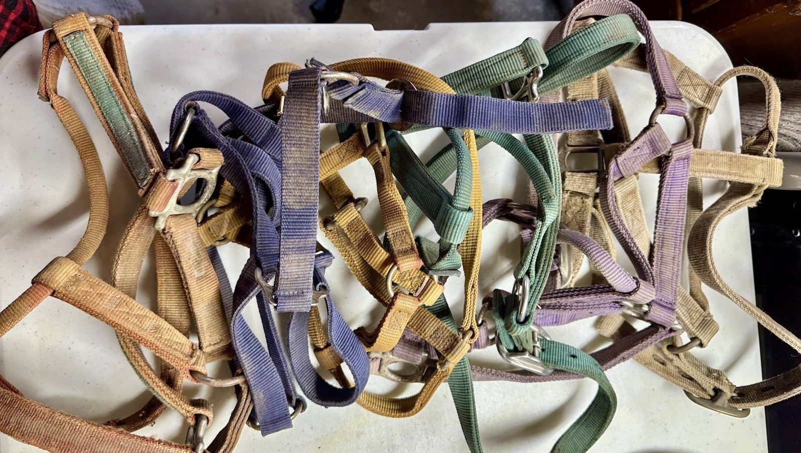 Well-used bunch of Western Horse Bridle - Lot of SIX
