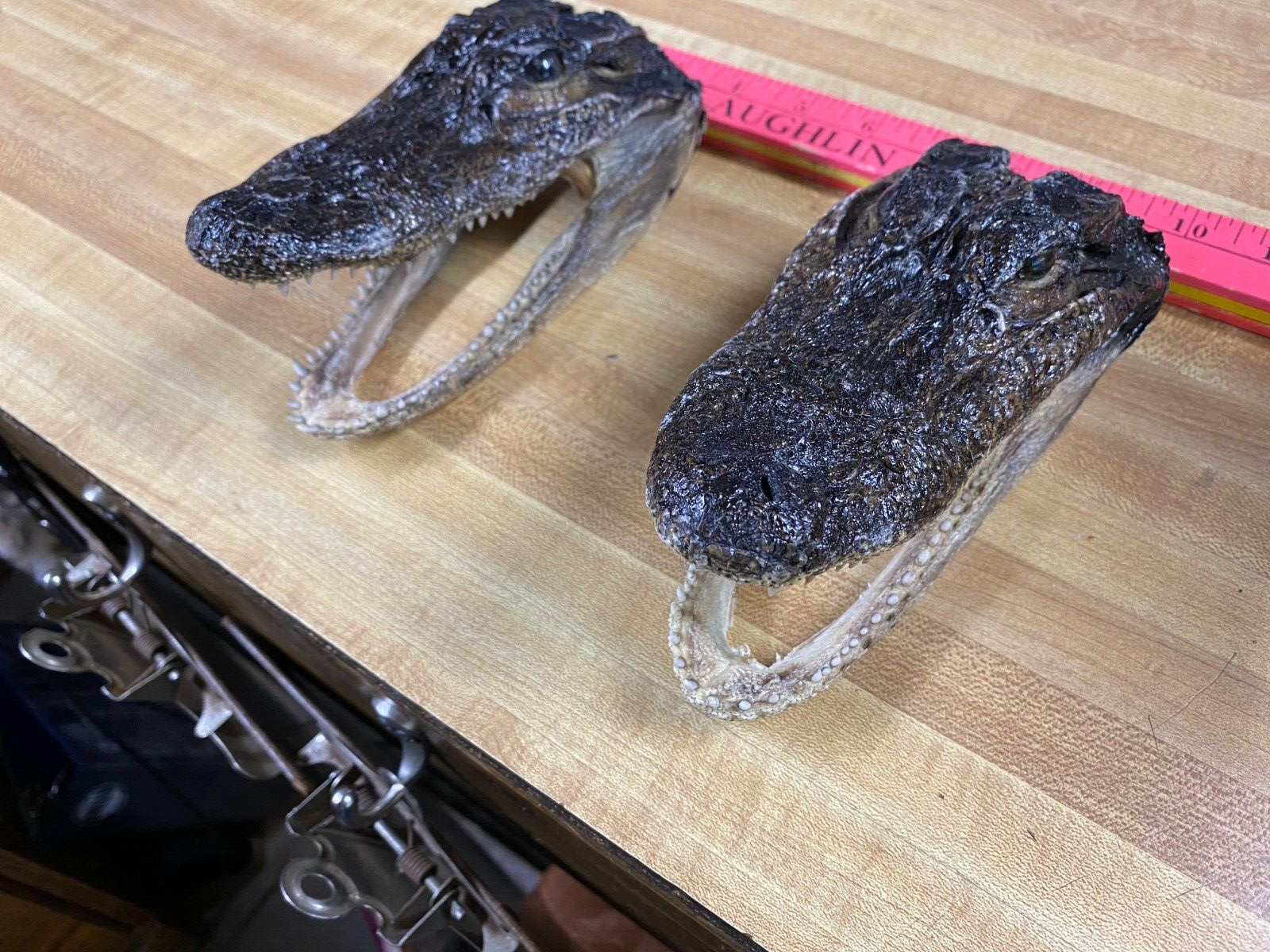 Alligator Skull You are buying only one