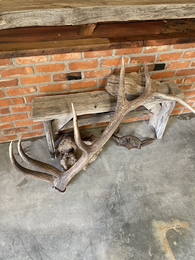 Large Elk Shed ~ Antler