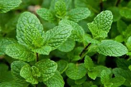 Decaf. Dark Chocolate Mint Dessert Coffee 10 Medium Bold K-Cups