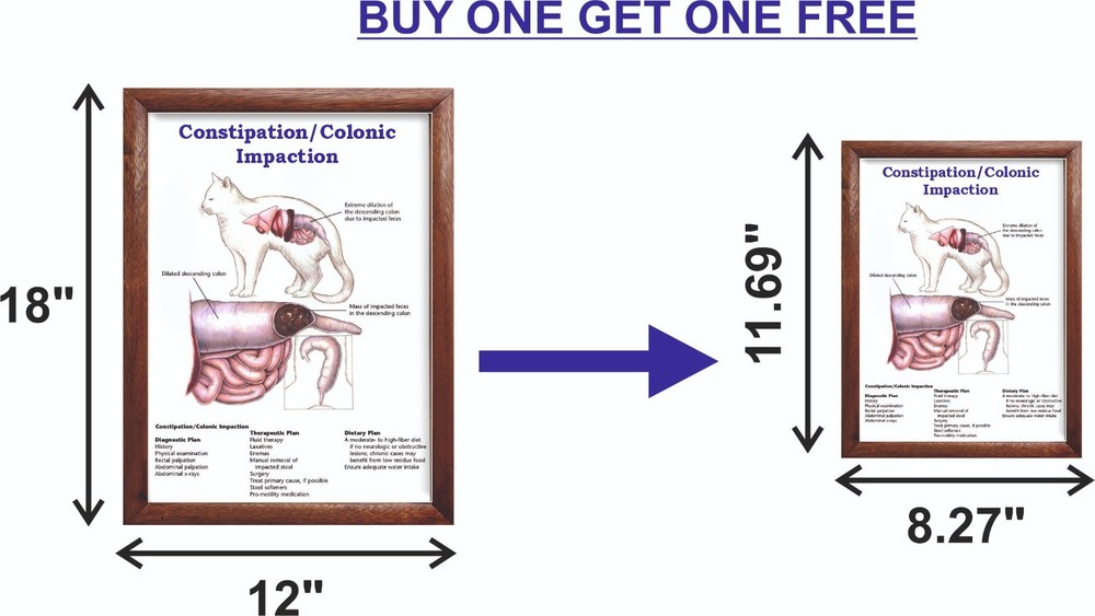 Constipation/Colonic Impaction Chart 12x18 inches