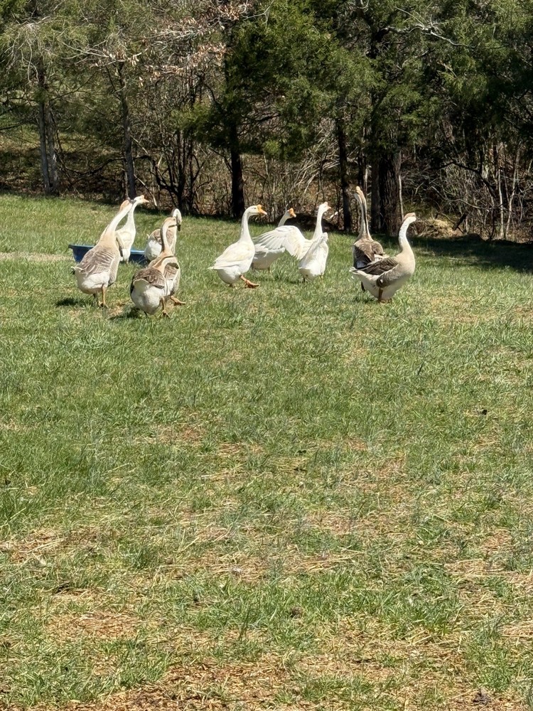 8 Geese Eggs