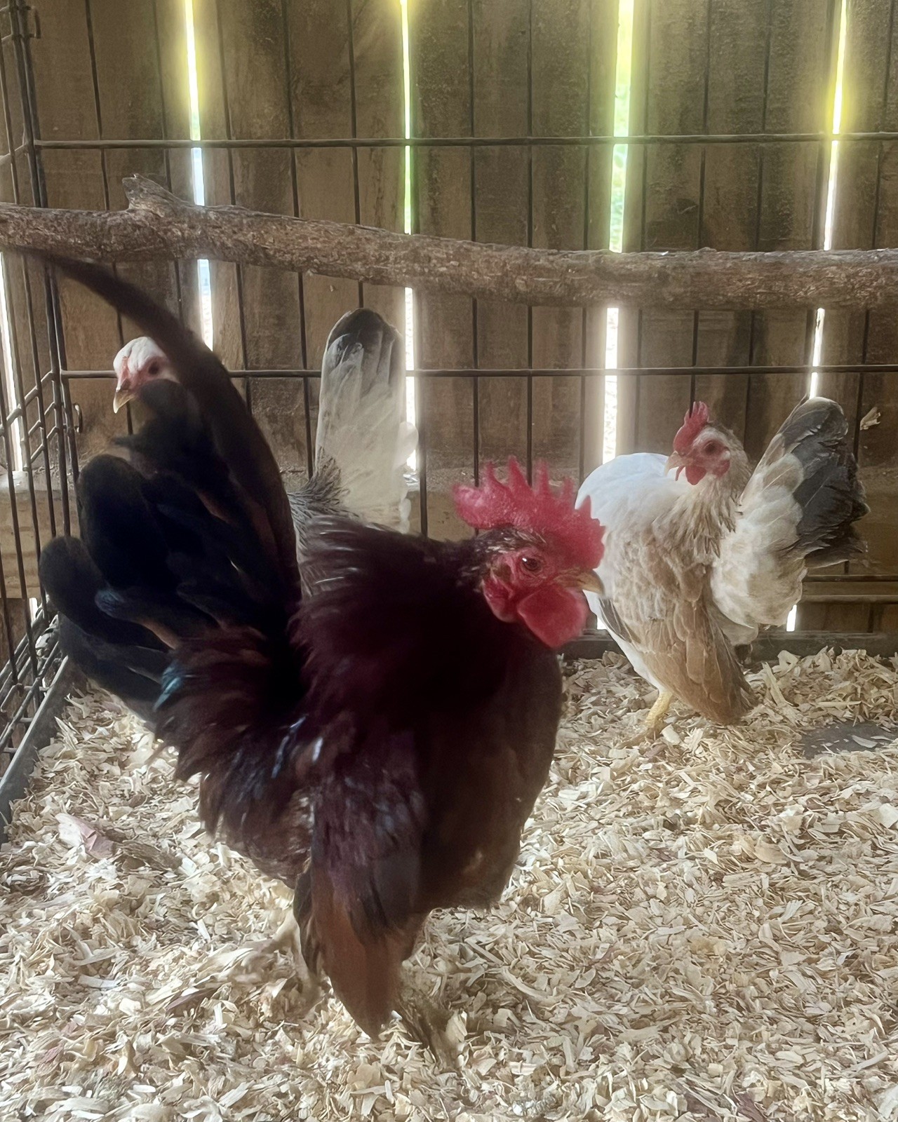 Small/Micro SERAMA Eggs One dozen Eggs